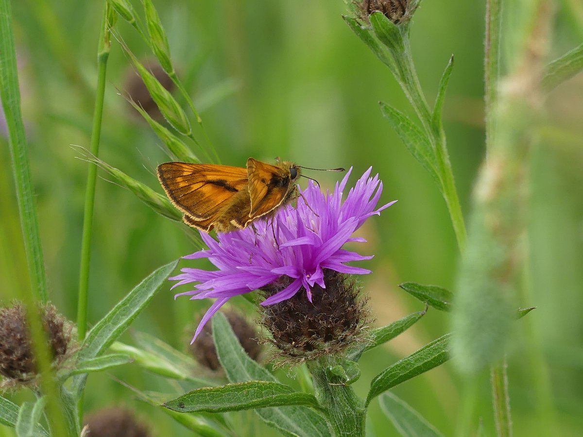 "Please put your four dogs on a lead. This is a nature reserve. It's a rare wildflower meadow." 
Continues to lob ball into Cowslips for the dogs. Then,
 "Go and do something useful." 
Like voluntarily transform a Thistle field into a wildlife refuge  about 20 years ago? 😫