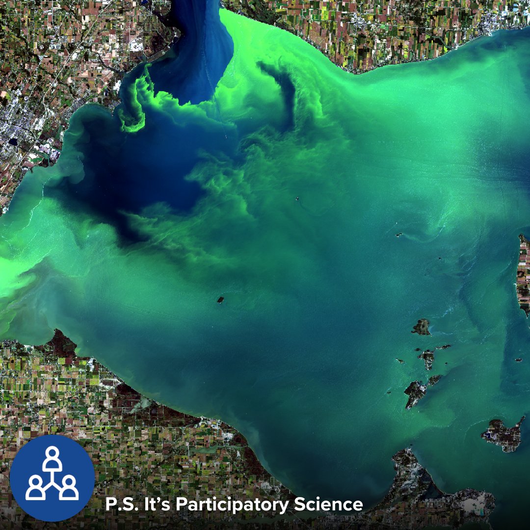 🦠 Harmful Algal Blooms can pose threats to ecosystems and human health. @AlaskaSeaGrant is part of a network of #scientists, #researchers, and #community members studying, monitoring and mitigating these blooms. #SGParticipatorySci #HABs Get involved: seagrantcommunityscience.msi.ucsb.edu/projects/alask…
