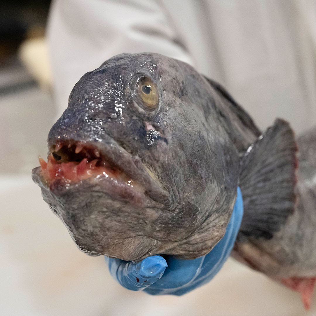 Our Receiving docks are howling with excitement as the WOLFfish makes its grand entrance. Don't miss out on this wild culinary adventure!

 #WOLFfish #culinaryadventure #foodiefinds #foodadventures #foodieadventures