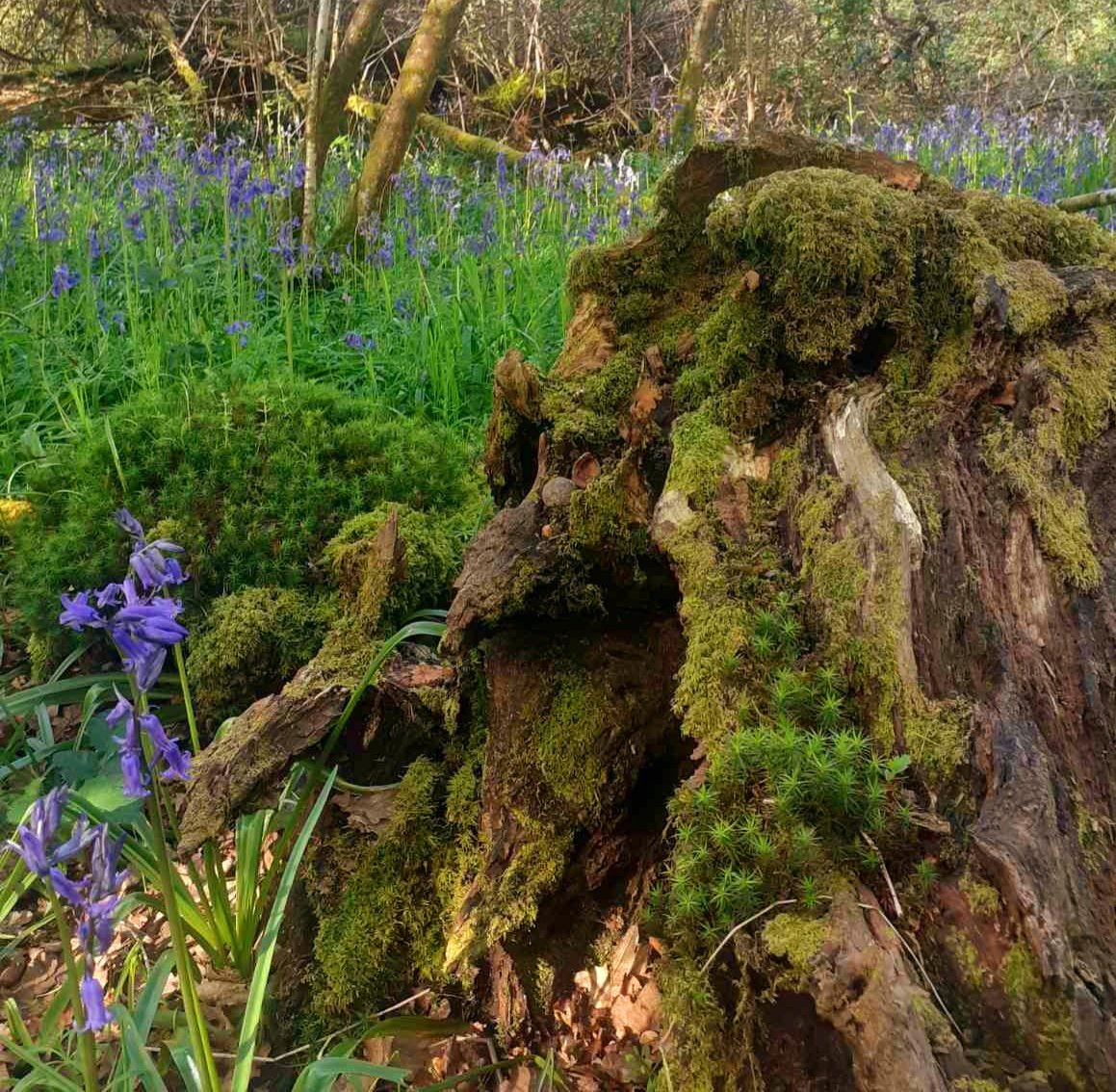 It's that time of year again, hear them ringing and I'm away with the fairies 🧚‍♂️ the woods really are beautiful at the moment