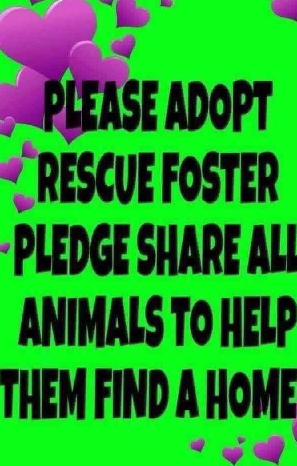 Wynjym's tweet photo. 🆘❌SWEET #PRINCETOPHER 10 mos @NYCACC NEEDS

#PLEDGES ONLY⬇️$200 SO FAR🆘PLEASE HELP IF YOU 

CAN🆘TO BE #KILLED TOMORROW 04/18🆘B/C BITES 

LEASH/NO EXERCISE🆘NEEDS #ADOPTION OR KIND 

#FOSTER🆘FRIENDLY ACTIVE🆘#FOSTERING IS FREE TO 

YOU WITH EXPENSES PAID BY #RESCUE❌🆘TY💜🐶 https://t.co/q7v1rwYEfy