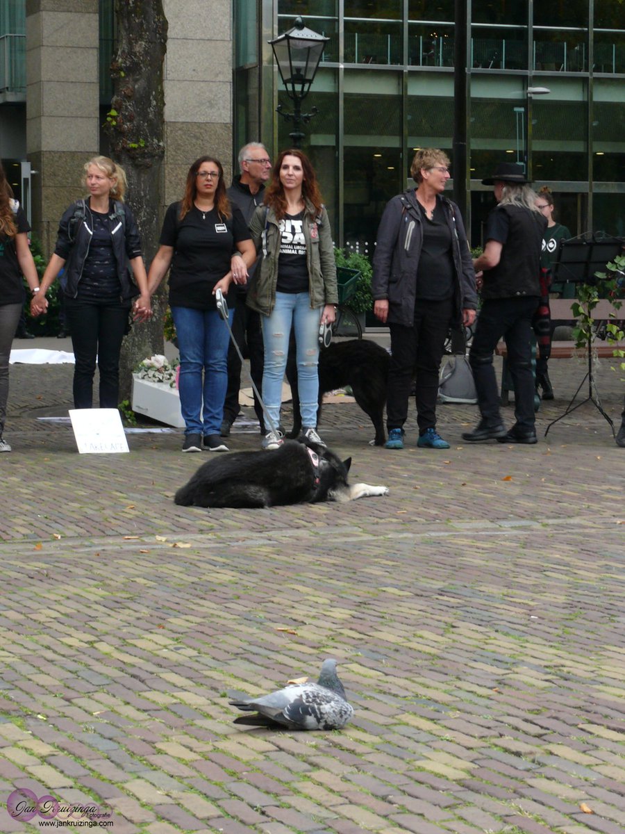 stuntpiloot's tweet image. The moment that a #pigeon showed #solidarty with #AnimalRights #activists june 2014