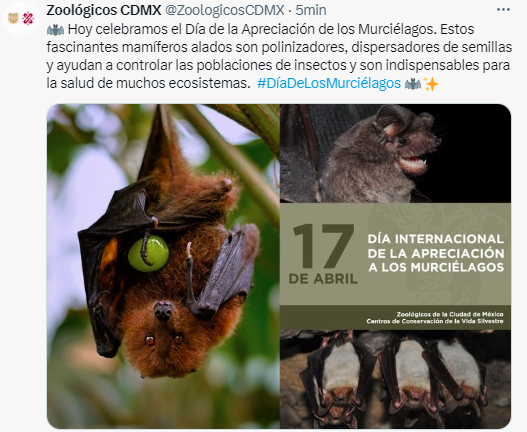 El Gobierno de Sheinbaum capturó murciélagos en peligro de extinción para llevarlos a morir a zoológico.

En el 2022 denunciamos la muerte de 17 ejemplares de murciélago magueyero en el Zoológico Los Coyotes.

Una especie en peligro de extinción que se encuentran dentro de la
