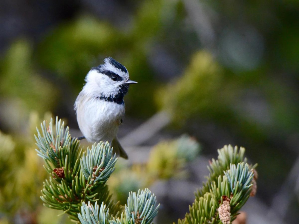 Lost your 🔑? Can’t remember where you parked the 🚗? If only you had the memory of a mountain chickadee!

@Dr_Scott_Taylor's lab led a multi-univ study that ID'd ~100 genes assoc w the birds’ great spatial memory &amp; looked at their long-term vs new memory colorado.edu/today/2024/04/…