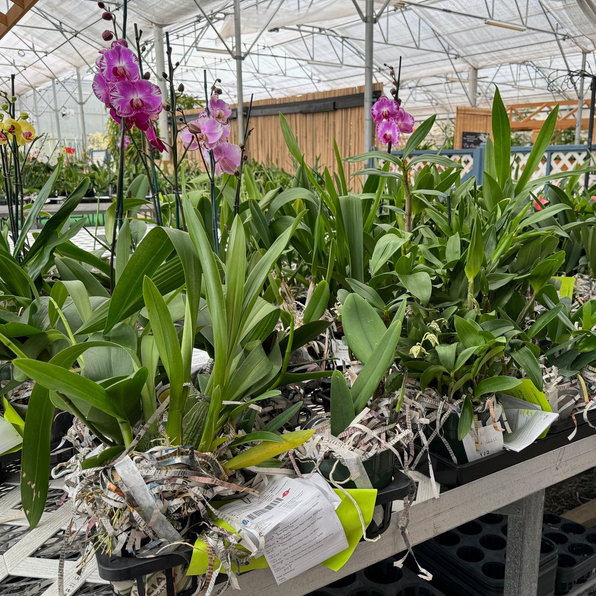 AkatsukaOrchid's tweet photo. Thank you for supporting our Spring sale!  🌋🚚🛫 Your #Orchid haul has been carefully packed and is on its way!
#mahalo #untilthenextone #gooddeals #orchidsfromhawaii https://t.co/WKgOyQChAZ