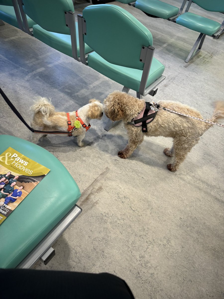 Darth_Rubykins's tweet image. Waiting pawtiently to see da vetty man at da specialist @RoyalVetCollege to see if Dey can elp wid me bladder pawblem. 

Pals me still keeping up da fight 👊 💥 

Plus me met a new pal Mabel. 

RaaaAaaaaaaa 

Lub Roob xxx hopings to be back on PAWTROL soon 
#ZSHQ