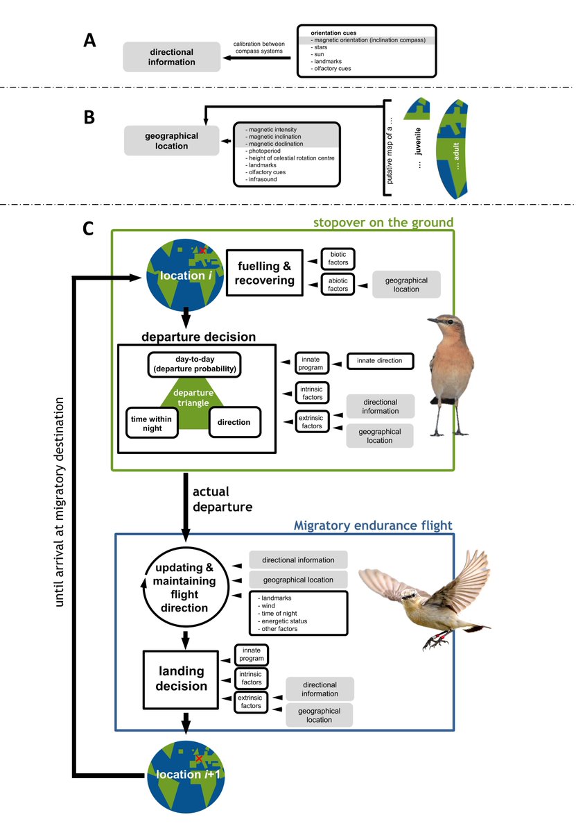 Publication Alert!
🐦‍⬛+🧭+🌳 = 📰
migrating birds + magnetic sense + ecology = a throughout Review
doi.org/10.1111/brv.13…
- A thread -⤵️