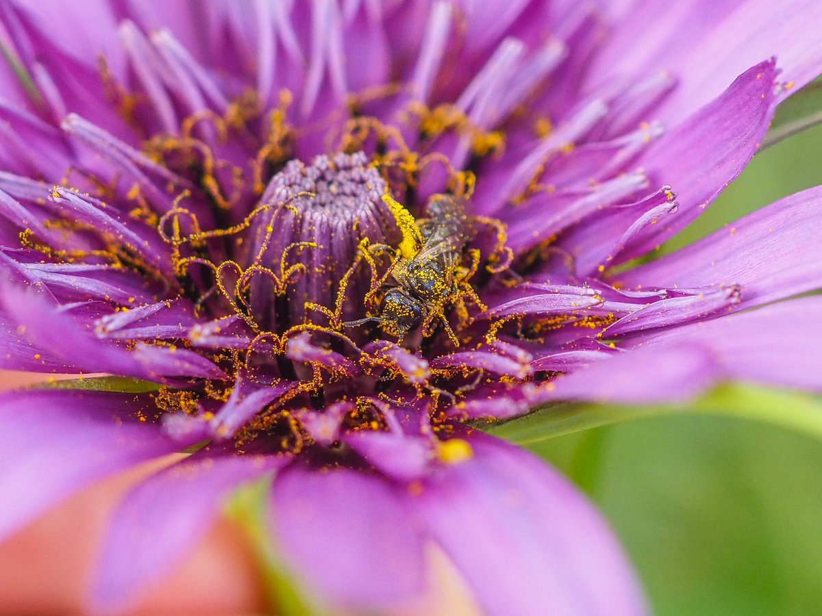 Salsify (Tragopogon porrifolius). It is a beautiful #WildFlower 
When I peered at the flower I noticed some movement and then saw this Lasioglossum sp Bee burrowing down and covered in pollen.
#OareMarshes