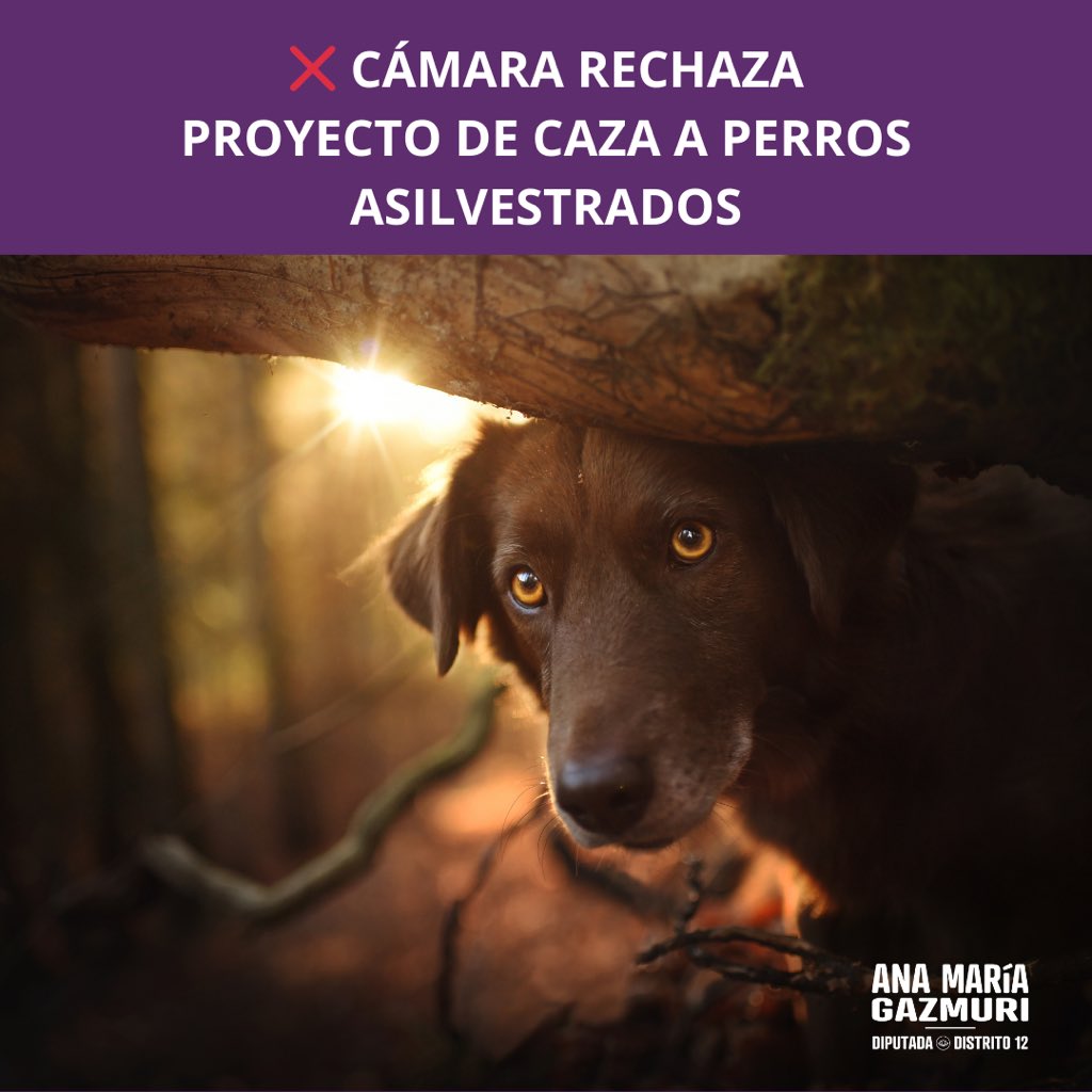 ¡Buenas Noticias! Hoy la Cámara de Diputados y Diputadas rechazó ❌ el proyecto que permitía la caza de perros asilvestrados. 🐕🐾 Sabemos que existe un problema, principalmente para quienes viven en entornos rurales, sin embargo, este proyecto no lo resolvia de fondo y