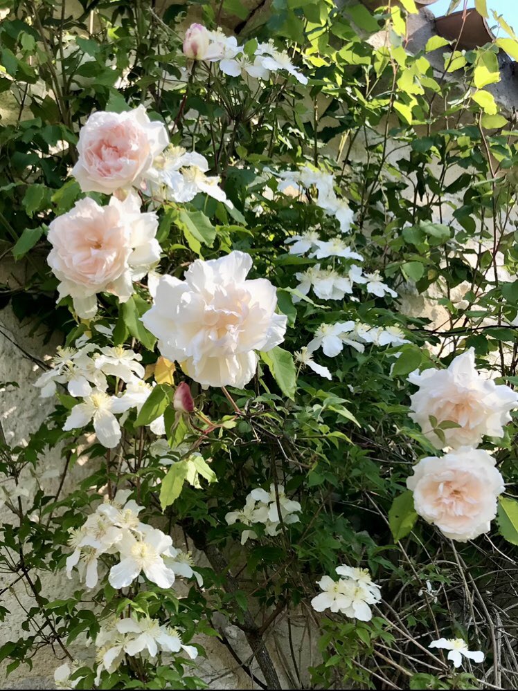 The roses are starting to come in earnest now, Madame Alfred Carriere leading the charge with a careless elegance that I simply adore. #RoseWednesday #MadameAlfredCarriere #GardeningTwitter #mygarden #TheLostGardenOfLoughrigg #loveroses