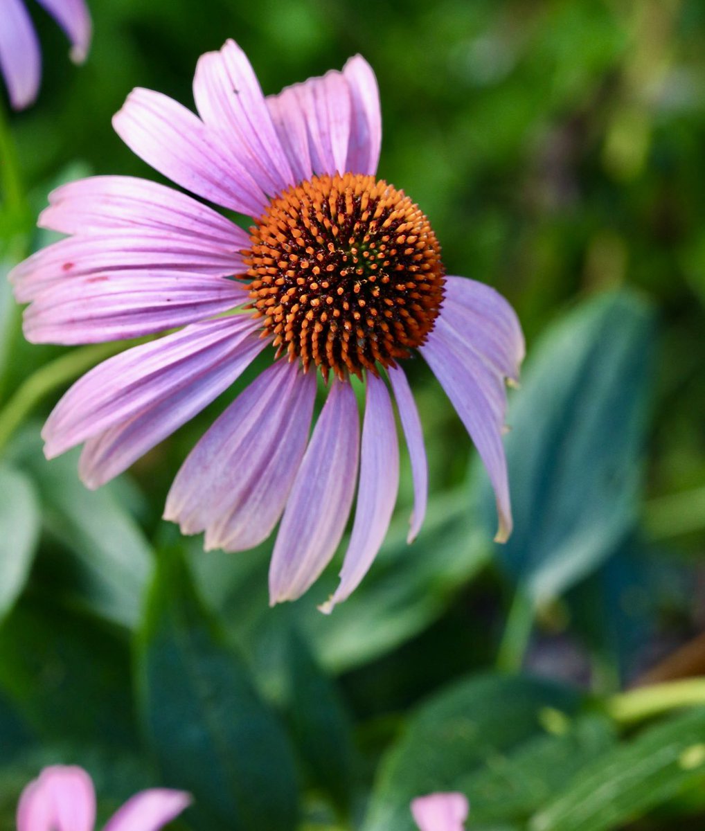 Damien Harkin tweet media