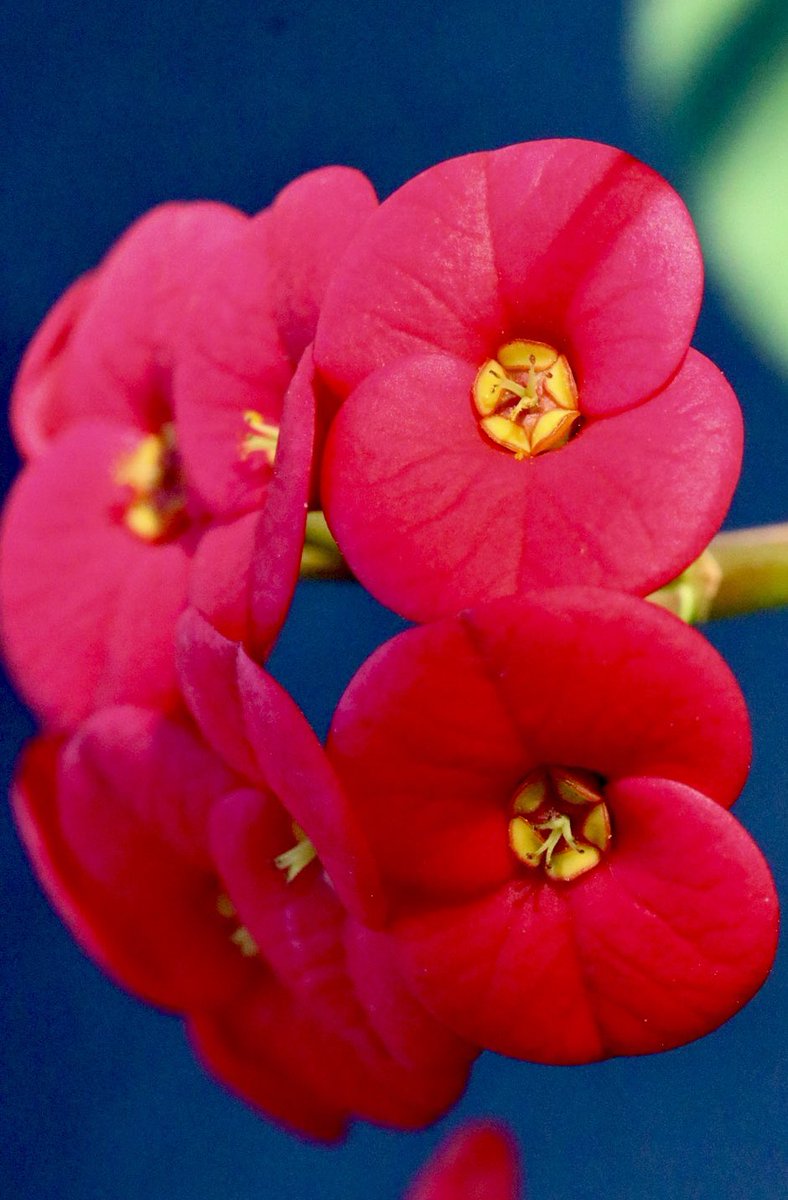 Damien Harkin tweet media