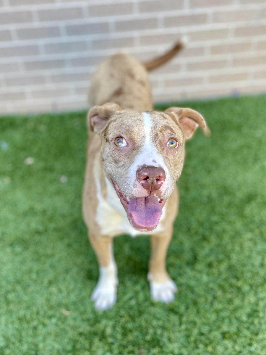 DallasShelter's tweet photo. Jack A1206033 is our MVP pup of the day! To adopt, come to 1818 North Westmoreland Road, we're open today from 1 pm to 7 pm and adoptions are free #BeDallas90 https://t.co/qMEq7xj2dG https://t.co/rUiZYpaEOh