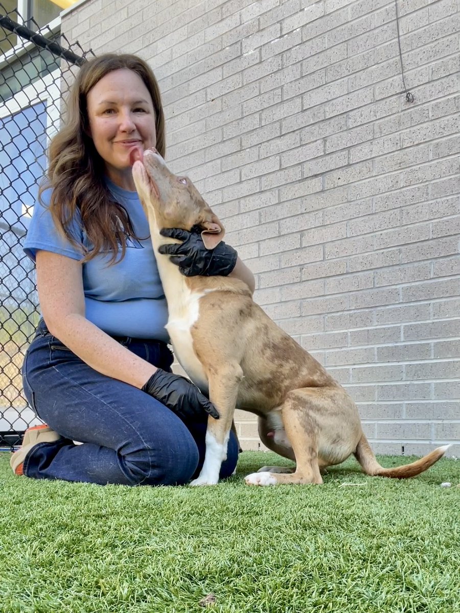 Jack A1206033 is our MVP pup of the day! To adopt, come to 1818 North Westmoreland Road, we're open today from 1 pm to 7 pm and adoptions are free #BeDallas90 adopt.adopets.com/pet/e177fb95-4…