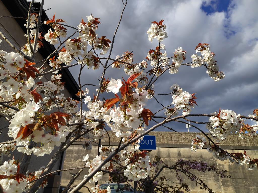 Shameless blossom...at last.