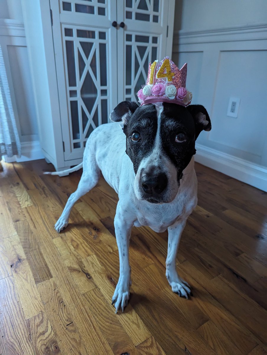 bergenbrooke's tweet photo. @bunsenbernerbmd My birthday queen when she turned 14 a few months ago https://t.co/yXCZeCqgoF
