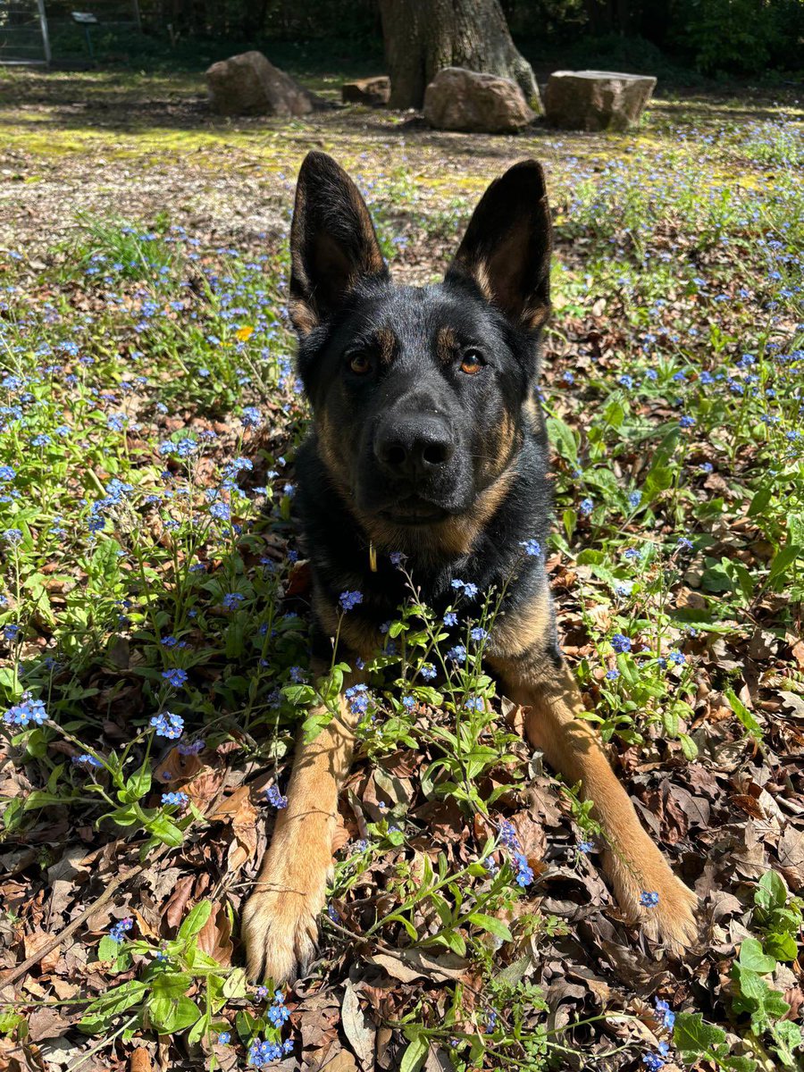 Meet PD Maverick.. This week Maverick successfully licensed with his new handler after being re handled part way through their Initial course 🥳🥳 We’ll have to get a Top Gun snap with PD Goose @PDFranky when Maverick’s back in Force 🐾 #dorsetpolice #policedogs #GSD #GPD