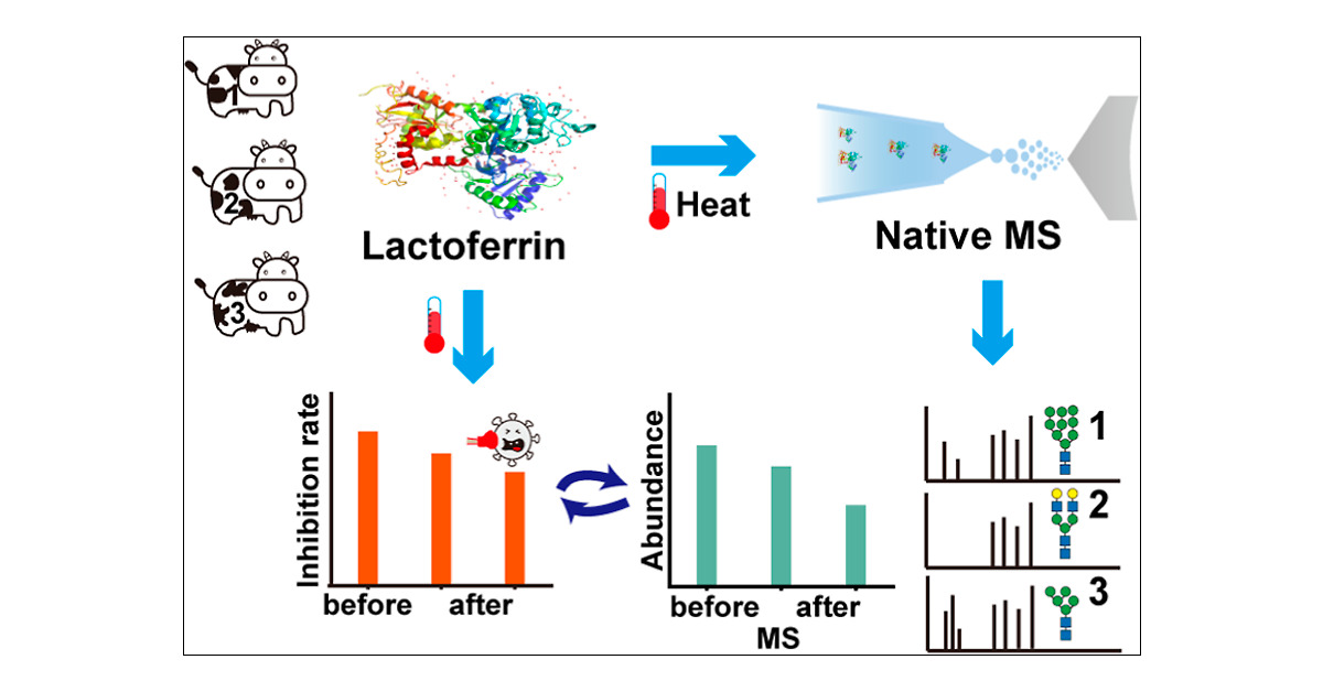 (J Ag Food Chem) [ASAP] Assessment of the Conformation Stability and Glycosylation Heterogeneity of Lactoferrin by Native Mass Spectrometry dlvr.it/T5dy7S (RSS) #JAgFoodChem #MassSpecRSS