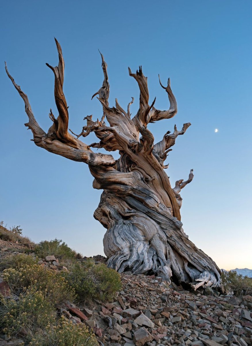 20+ Great Examples Of How To Celebrate Nature Through The Lens 👇 viewbug.com/blog/dear-tree… photo by lucmena