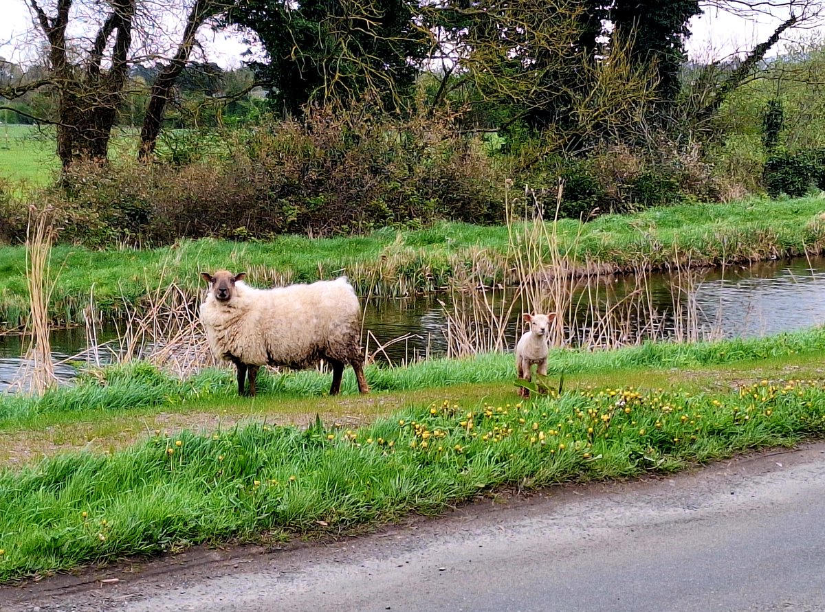 Met these two today, a sheep and a lamb chilling by the road, looking at me like 'Nothing to see here, just a casual roadside rendezvous' 😂