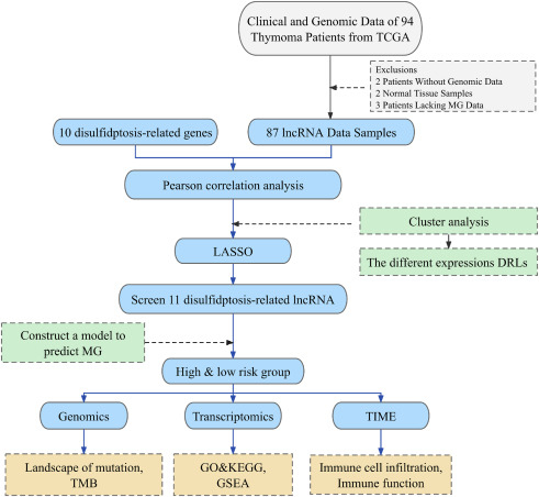 A new gene signature associated with disulfidptosis that forecasts myasthenia gravis and suggests infiltration of immune microenvironment in thymoma patients dlvr.it/T5dxq5