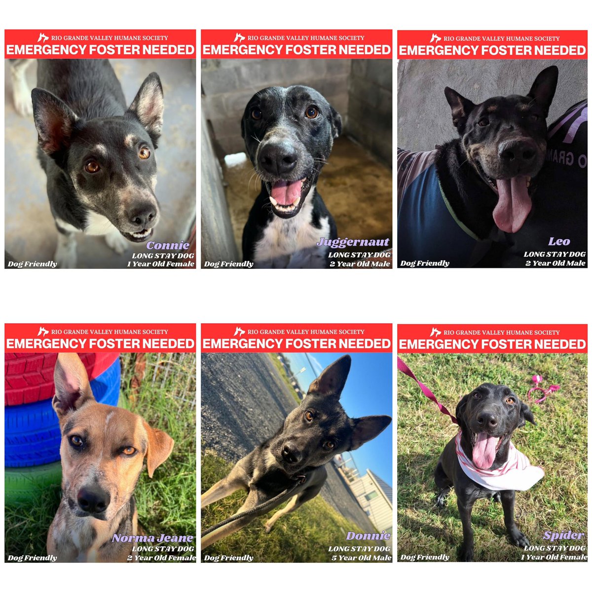 🚨SOS - 14 LIVES NEED SAVING🚨 #RioGrandeValley #Texas 4 dogs on kill deadline today & 10 long stay dogs at risk Pls consider fostering/adopting/rescuing one of these 14 dogs They need a savior NOW Emergency foster app forms.gle/9y4KrDJGd5TDYc… 📞(956) 591-0058 #dogsoftwitter ⬇️