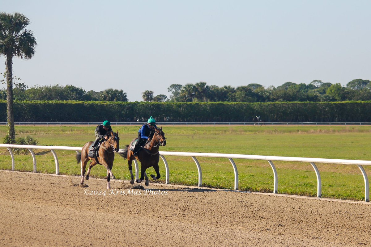 KrisMasPhotos's tweet photo. @payson_park @vickioliver72 #krismasphotos #HorseRacing https://t.co/TCtvrGkTUo
