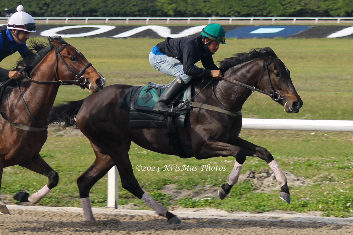 KrisMasPhotos's tweet photo. @payson_park @vickioliver72 #krismasphotos #HorseRacing https://t.co/TCtvrGkTUo