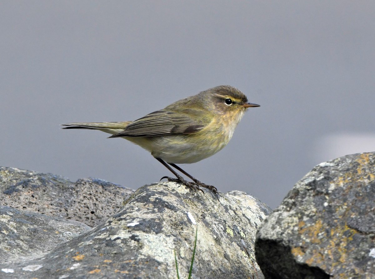 A happy little #Chiffchaff bobbing around the garden today. #TwitterNatureCommunity