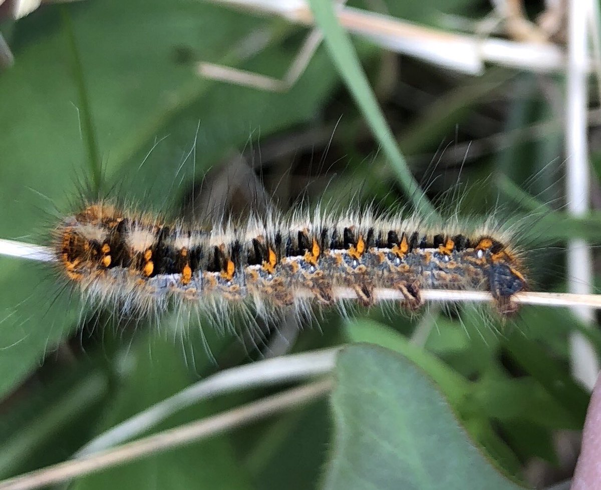 Met this caterpillar today - I think it’s a young Oak Eggar but would welcome confirmation from anyone please. It was about 3cm long and in scrub edge habitat in south Devon.