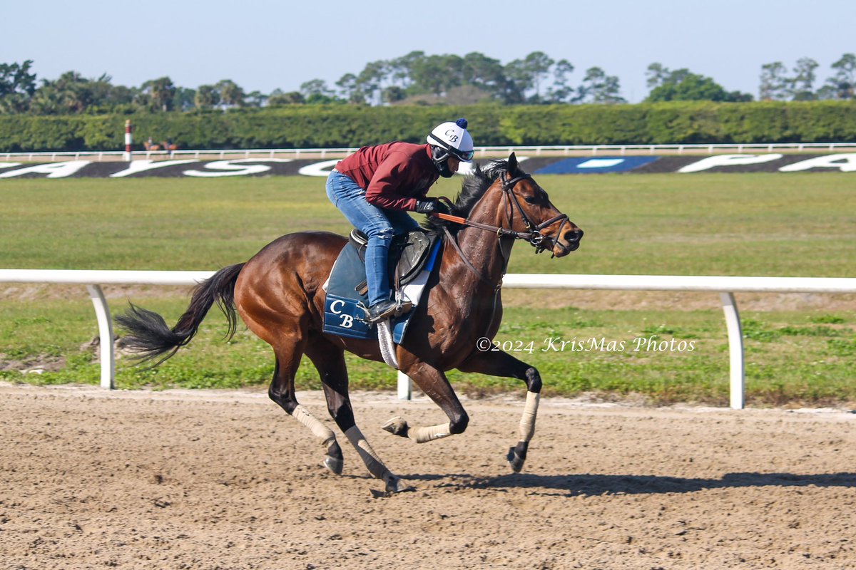 KrisMasPhotos's tweet photo. @payson_park #chadbrownracing #KrisMasPhotos https://t.co/6W8kxY47kr