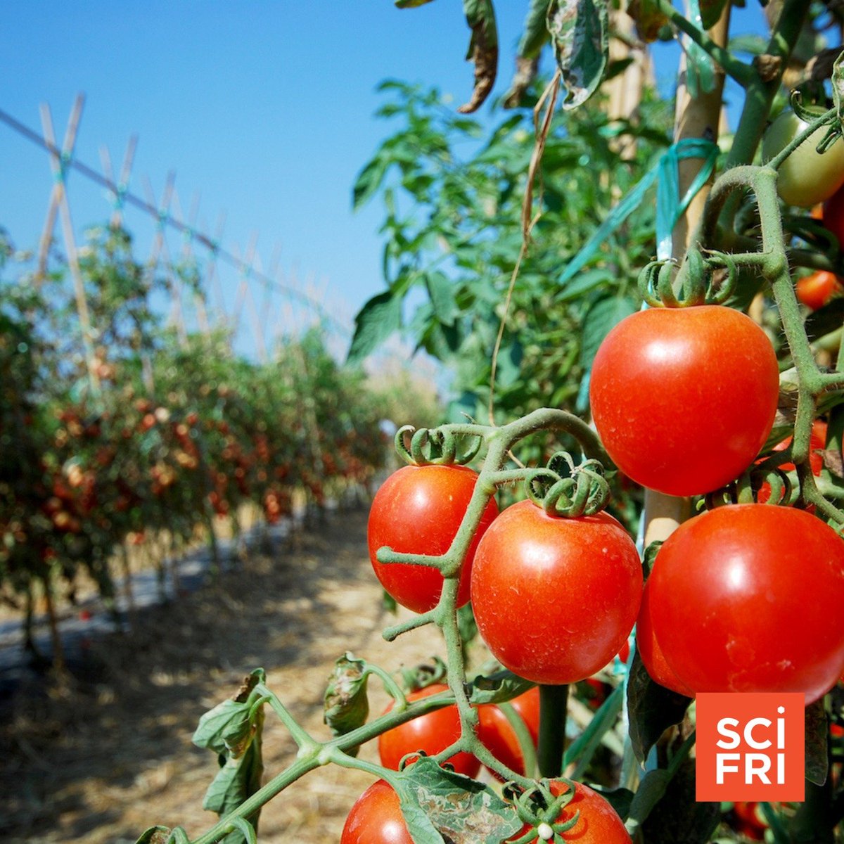 Some foods have a larger carbon footprint when grown in urban settings than on commercial farms, while the reverse is true for others. In today’s episode, we discuss the complex science of homegrown tomatoes. Listen here 🎧: pod.link/73329284