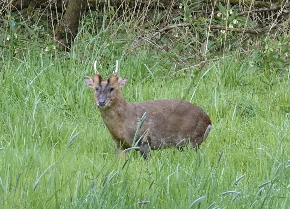 Lovely moment with a Muntjac @WildMarlow1