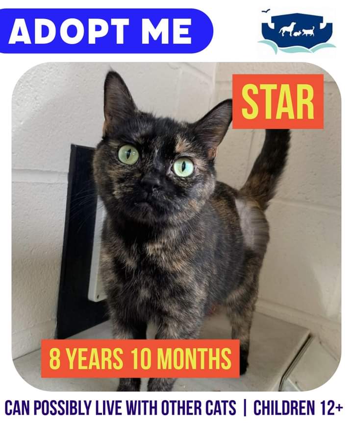 Star is a gentle, sensitive soul who took a while to settle. With people she knows and trusts she is such a loving and affectionate girl who would be stroked all day if she could. Her new owners will be very lucky to have her in their family! rspcasolentbranch.org.uk/star-2/