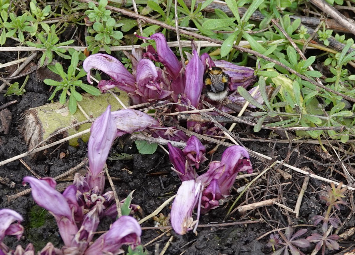 #WildWebsWednesday Purple Toothwort and White Taileed Bumble Bee. @WebsWild
