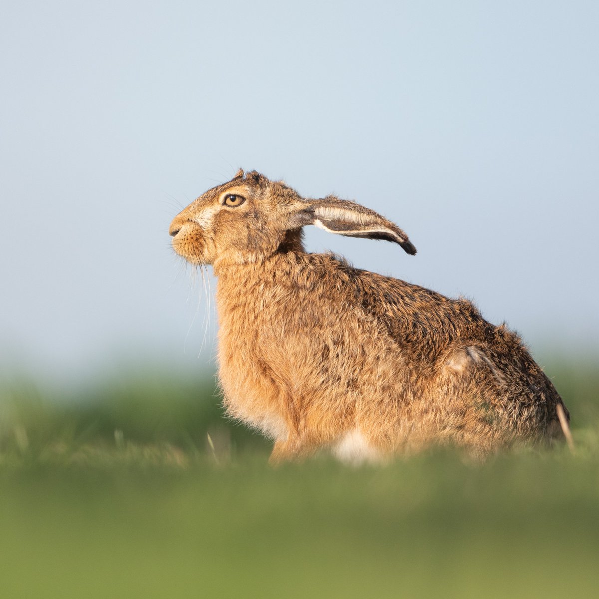 It's been far too long since I've dedicated some time to my photography, but I'm back at it and have chosen to spend it with some wonderful hares. Lots more to come if all goes well!
