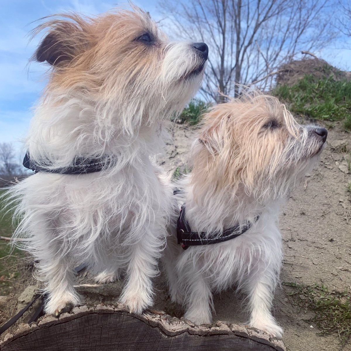 Two fluffy dogs on a log enjoying the sunshine.
@weathernetwork #StormHour 
#dogsonalog #WontLookWednesday #dogsonx