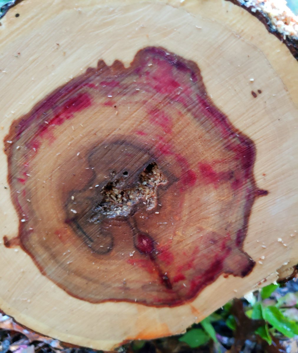 Timber stains and decay in the forest pathology class lab today including red stain of box elder