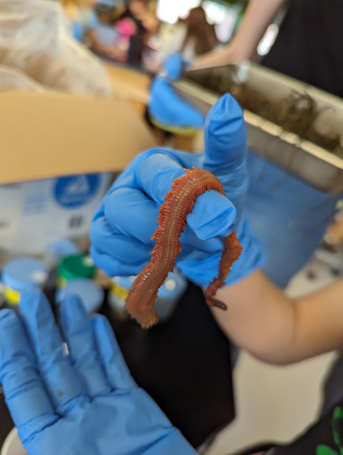 PCIntroBioLabs's tweet photo. W.O.W.!  
It's Worm Osmosis Week in Bio 104L! https://t.co/WgTTqZT68I