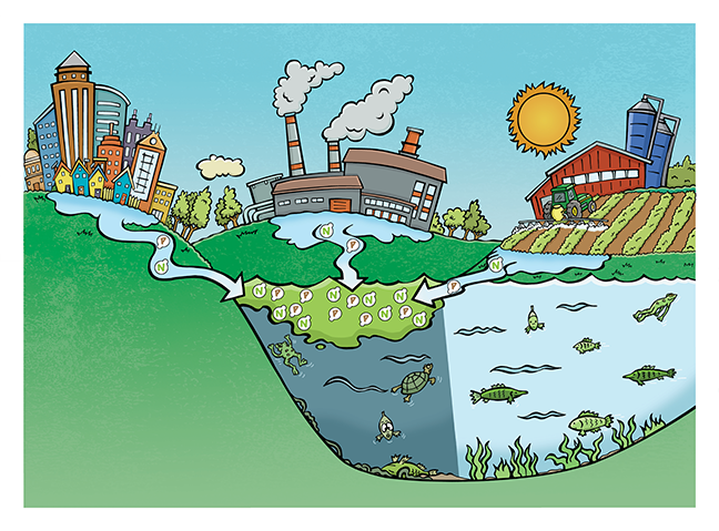 kidwithacrayon's tweet photo. Just finished up this illustration along with 2 others for the super cool folks at @AgMuseum This one has to do with Eutrophication. What is that, you ask. Well tootle on down to the museum and find out. Always something new to learn about at the farm!! https://t.co/rE25x5MoV2