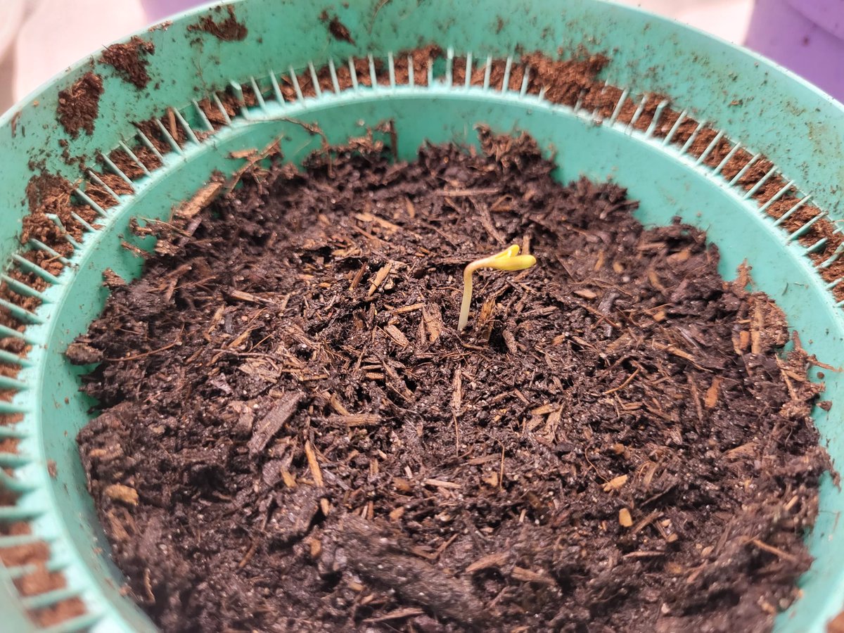 Und es geht wieder los.... Auch #diesjahr kommen sie! #Legalisierung #Brokkoliliebe