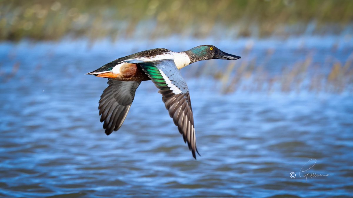 Shoveler - Lagoa dos Salgados, Algarve.