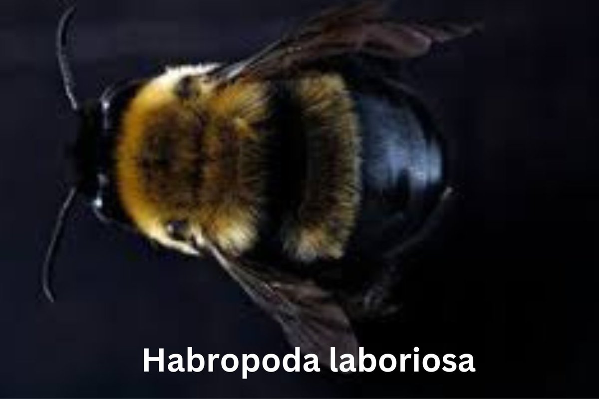 EcoBeeRemoval's tweet photo. 🐝 Southeastern Blueberry Bee Spotlight 🐝

Introducing Habropoda laboriosa, also known as the Southeastern Blueberry Bee! This unique bee species is native to the southeastern United States.
#beeremoval #bees #savethebees #beekeeping #beekeeper #pestcontrol #honeybees https://t.co/DRkwUJY7Yx