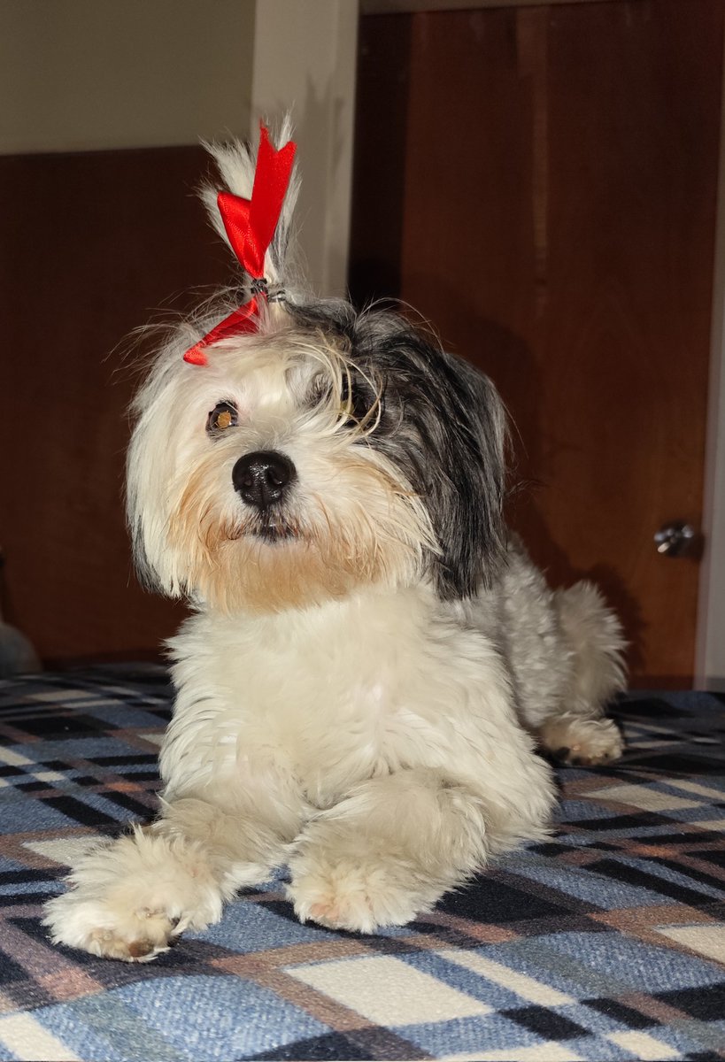 marigabbyta's tweet photo. @twaniimals Mi Lunita hermosa 🥰 https://t.co/yOilPW4CRi