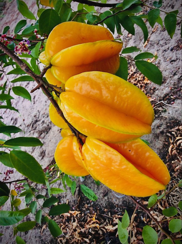 Carambola fruit is known by many names across its regions of cultivation, including kh? in Vietnam, balimbing in the Philippines, 'belimbing' in Indonesia and Malaysia, ma fen in China, kamaranga in India, and carambolo or 'carambola' in Spanish-speaking countries . In Kenya, it