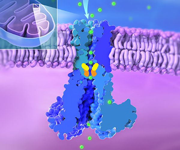 #NICHD researchers from the Matthies Lab used cryo-electron microscopy to study how the MRS2 channel transports magnesium. Learn more about the study: go.nih.gov/ozci8we. @IRPatNIH @DoreenMatthies #NICHDimpact