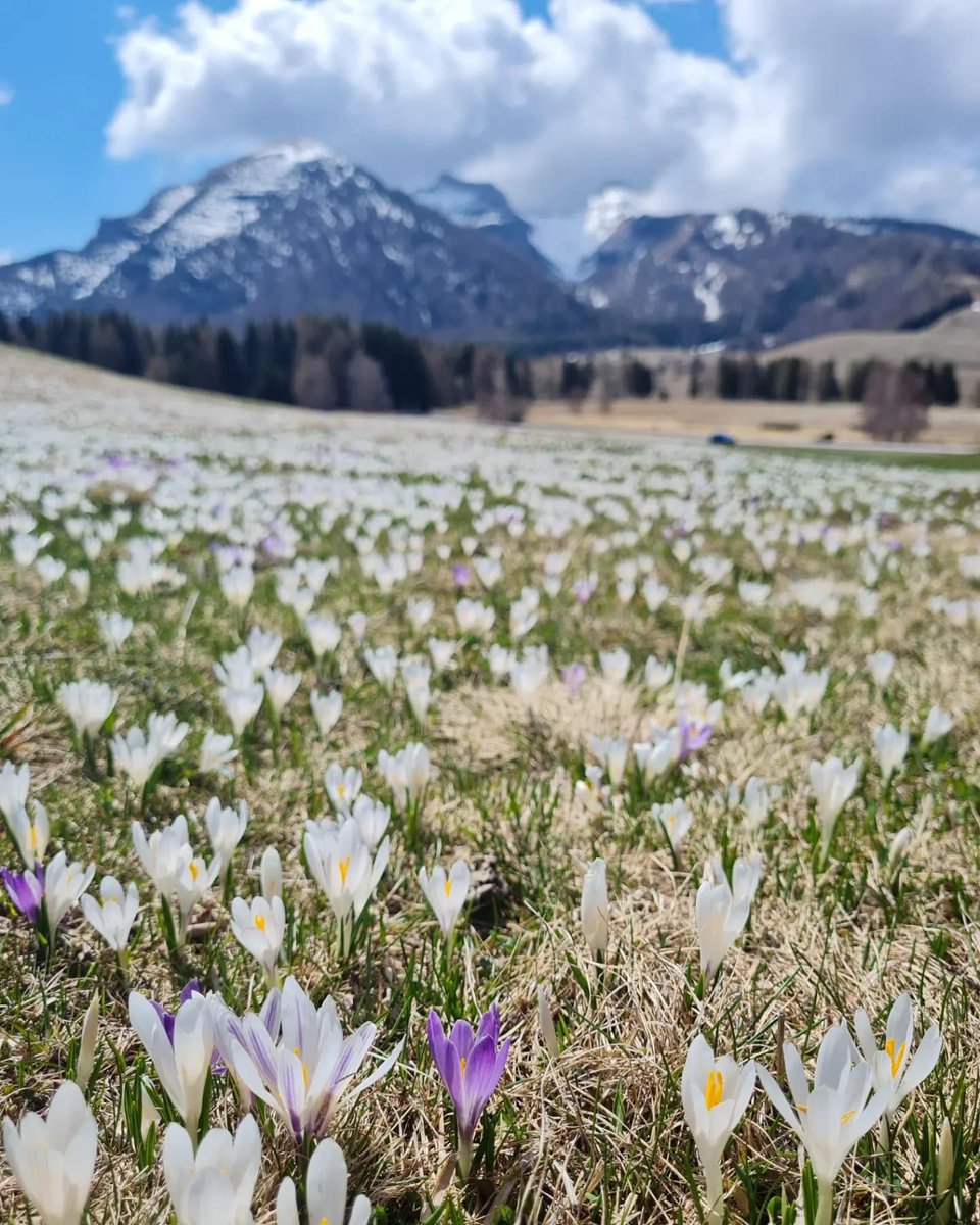 ANGELACONGIU's tweet photo. #crocus #Bondone https://t.co/9c21tt980f