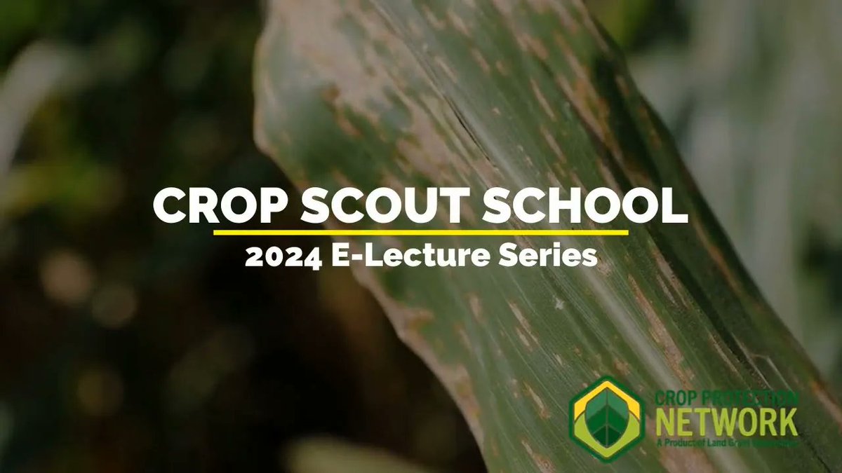 Need an on-demand crop scouting refresher? Browse through our 11 new Crop Scout School e-lectures on topics like diagnostic clinics as a scouting resource, how to estimate corn yield, when cover crops become weeds, and much more! cropprotectionnetwork.org/news/the-crop-… @ChelseaPlantDoc…