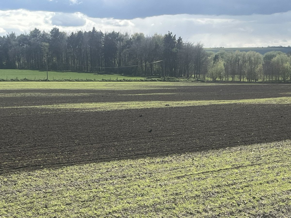 Its seasons like this we are glad to have the old Moore uni-drill sat in the shed….stitching in some more <a href="/SyngentaUK/">Syngenta UK</a> Laureate barley into previously flooded parts of field after 50mm rain post planting a few weeks back ! <a href="/wessexagronomy/">Dan Dines</a>