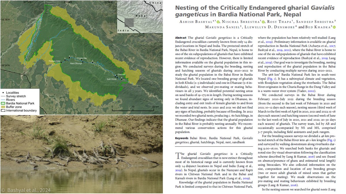 Bashyal et al. studied the population of gharials in the Babai River, Nepal, during 2020-2022. Although the number of breeding groups has declined, they observed mating behaviour and hatchlings, and found that the population is probably nesting annually🐊 doi.org/mrvr